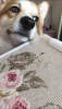 1999963813_WeChatImage_20190829153702.thumb.png.87f75f5b7de00f73d3dfa8e69efe09b8.png