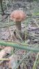 20190727_132908.thumb.jpg.10436dda7869e5951c115c9a19cb4df3.jpg