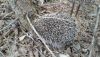 20190809_163235.thumb.jpg.eaf8b8f5f33d789a982bd93587422442.jpg