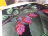 20190824_112953.thumb.jpg.7b93a215dd0d1510a50fc75f562f3d7c.jpg