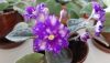 20190824_182929.thumb.jpg.e80b6cb5fe92cfedfd7cc27b514cc7a2.jpg