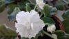 20190824_182935.thumb.jpg.db9890eeccc39a880462af15f00b5fe7.jpg