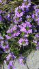 20190825_141629.thumb.jpg.fcfbfb9d60bd00839fd080fde33daf82.jpg