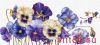 36053.thumb.jpg.5a39831f9d890fe37decf0e4fe587d43.jpg