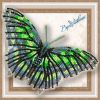 Butterfly9.thumb.jpg.1bf694352306c3c4c7a655e2f98eb24b.jpg