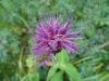 DSC05821.thumb.JPG.c903c3d2c3f4552e816476115e74bc8a.JPG