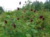DSC05825.thumb.JPG.70ac75df230eb4bc9d5b97cd98a275c0.JPG