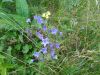 DSC05828.thumb.JPG.cb988d193c24a44abd97c1f4c635f857.JPG