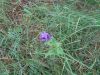 DSC05833.thumb.JPG.bd43823cf1378b1d46156d0781f851a6.JPG