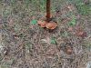 DSC05834.thumb.JPG.dc6daea8c4594a38f1fcab1bcee6ad03.JPG