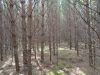 DSC05835.thumb.JPG.4505d500f518a26274bd8f7a684e59d7.JPG