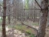 DSC05840.thumb.JPG.524955152b9b5e056f5bcae645ae0cc0.JPG