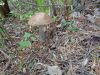 DSC05845.thumb.JPG.fb088ed2de8a3fd7225d52d13e53eb75.JPG