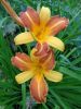 DSC05862.thumb.JPG.154ee604b66263bd6ca65079e8f18f79.JPG