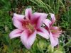 DSC05864.thumb.JPG.a81b702b2e5771f65673b8371460df2e.JPG