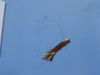 DSC06595.thumb.JPG.02279599401f170a0ad0c6883a623215.JPG