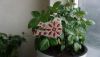 DSC07057.thumb.JPG.e5adf2c5de450a7db57c1bdcfd03074a.JPG