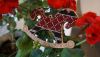 DSC07064.thumb.JPG.8c53e5092bed9cfa8c525431d2fb2de1.JPG