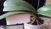DSC_1496.thumb.JPG.38ad365529ff9c9224822a91b0f0c182.JPG