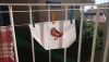 DSC_1583.thumb.JPG.44b929ce773dd9c432ecd89fcd1d8802.JPG