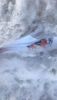 DSC_1768.thumb.JPG.c7dd39f171cfd90906751dc7ed6c0298.JPG