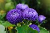 DSC_2482.thumb.jpg.fe35ec2622bad5e65fc3e6d99280505c.jpg