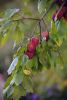 DSC_2520.thumb.jpg.e337ff482d51c0ecc93995ec2fc9947a.jpg