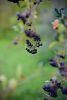 DSC_2528.thumb.jpg.67d321345395314f2def0de17c442a89.jpg