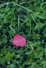 DSC_2531.thumb.jpg.fa44051e3d97adc4e59b2ae2d7b2e7c1.jpg