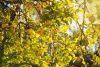 DSC_2548.thumb.jpg.663406f50b432dec8f2094cc5bd59bb2.jpg