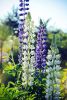 DSC_2550.thumb.jpg.59e3ae162ead60b0ecec0b8f48e42480.jpg