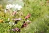 DSC_2554.thumb.jpg.e90c2d6957c1491f77a19b8412dc779e.jpg