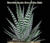 Haworthia-fasciata.thumb.jpg.89f2ca6c6e857389ddd17bdf836fe08b.jpg