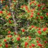 IMG-20190804-WA0025.thumb.jpg.9b456f79b9822d23d4d1754942d8a410.jpg