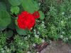 IMGP2364.thumb.JPG.c7db804d1925186a82d00e4f1fe54be4.JPG