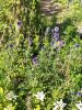 IMG_20190720_160244.thumb.jpg.96db1af4c38ccab2d9555d645dc02b14.jpg