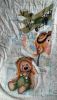 IMG_20190817_150334.thumb.jpg.f8074acdcb2b24a853a8bc2c675ce9e5.jpg