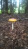 P_20190718_145600.thumb.jpg.2770f6bc561bde860e9927b7de9225cf.jpg