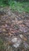 P_20190718_150500.thumb.jpg.5f0daaaafb8262a40e7ea391b9207efd.jpg