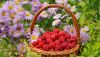 himbeere-korb-gerbera.thumb.jpg.df497a4d7defe2c221527c0159c9446d.jpg