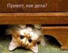 kak_dela_kartinki_15.thumb.jpg.eb1358b0d0aecc83c9c373f67225135f.jpg