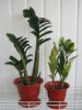 003.thumb.jpg.fe4d3f3ee1eff802ffd6a0e3a4243918.jpg