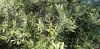 1102137208_.thumb.jpg.dd9cf8e85813e8a13a0721caae3ded69.jpg