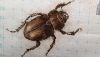 20190206_000744.thumb.jpg.52903b9cfd68376e6404ac0810f648a4.jpg
