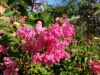 20190805_092755.thumb.jpg.5acf9311c4f40a3ff9c00054ef1c17a4.jpg