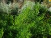 20190805_092941.thumb.jpg.ec90ca61b46da07fed5b2b8d4e56ca48.jpg