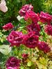 20190805_093906.thumb.jpg.5011cb4e28c11095cc286e6b8ffbdc6f.jpg