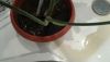 20190901_110743.thumb.jpg.9d894b105a9c348eacc587ad036367e8.jpg