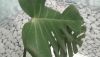 20190901_110756.thumb.jpg.9102c224ae8976434e551011ecc895bb.jpg
