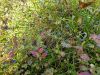 20190908_103852.thumb.jpg.96f191eed4470a64f43388f9ccd3249e.jpg
